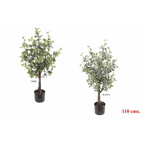 PLANTA 7522 -110 cms. PITTOSPORUM-