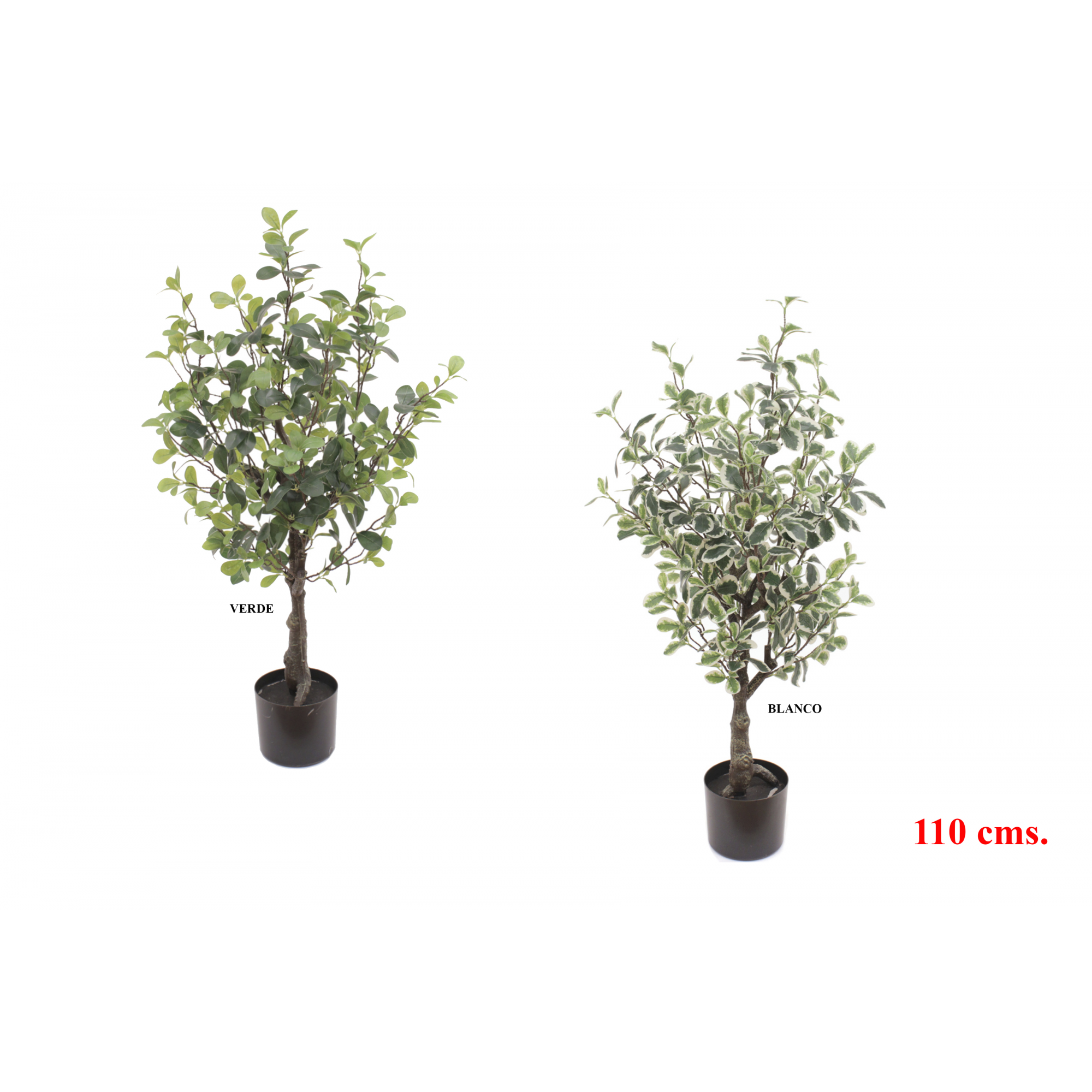 PLANTA 7522 -110 cms. PITTOSPORUM-