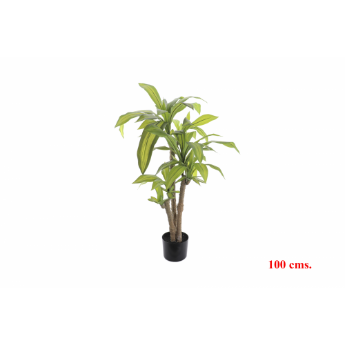PLANTA 7527 -100 cms. DRACENA-