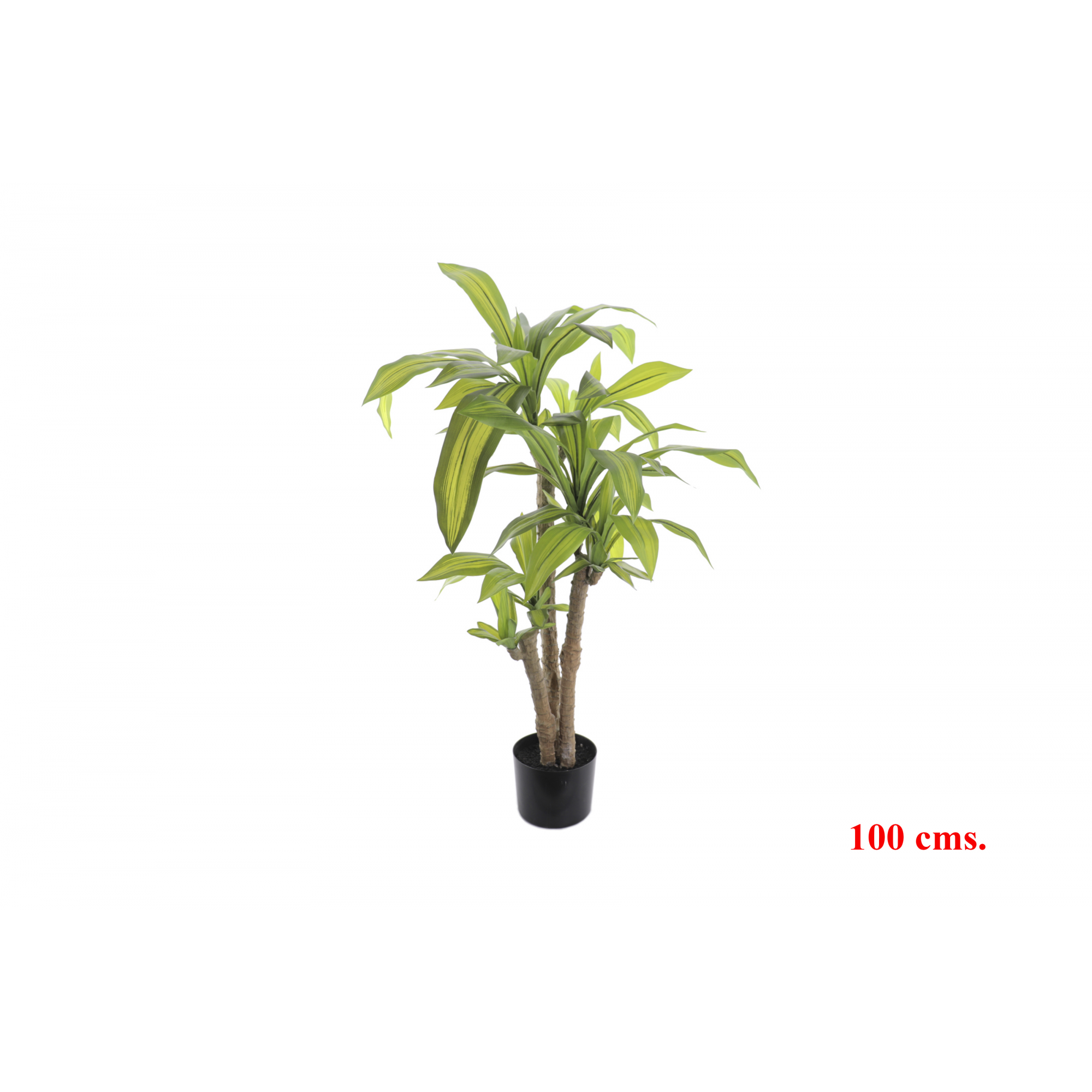 PLANTA 7527 -100 cms. DRACENA-