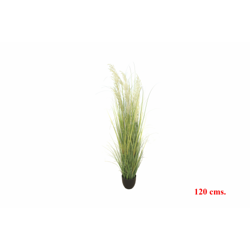 PLANTA 7556 -120 cms. MISCANTHUS-