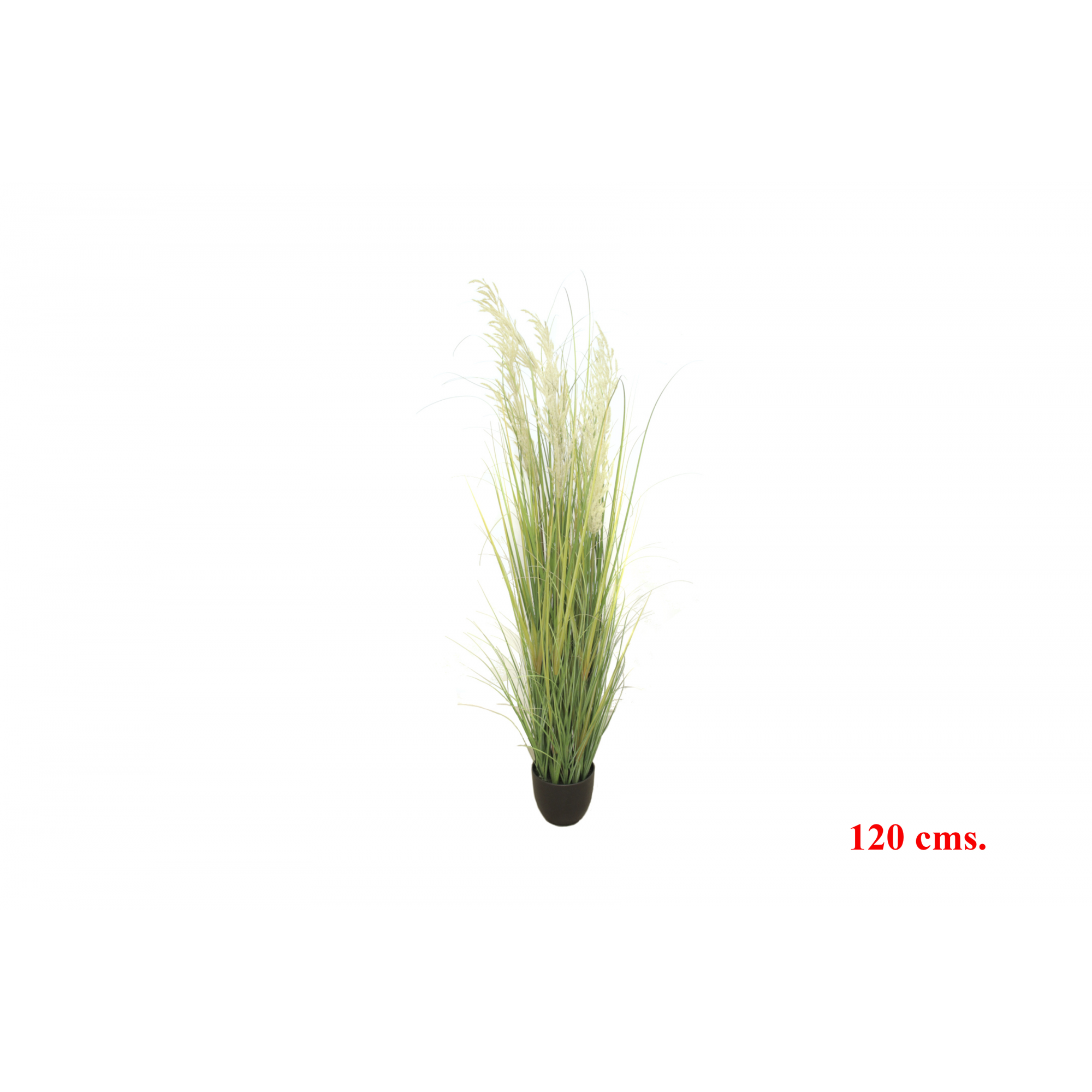 PLANTA 7556 -120 cms. MISCANTHUS-