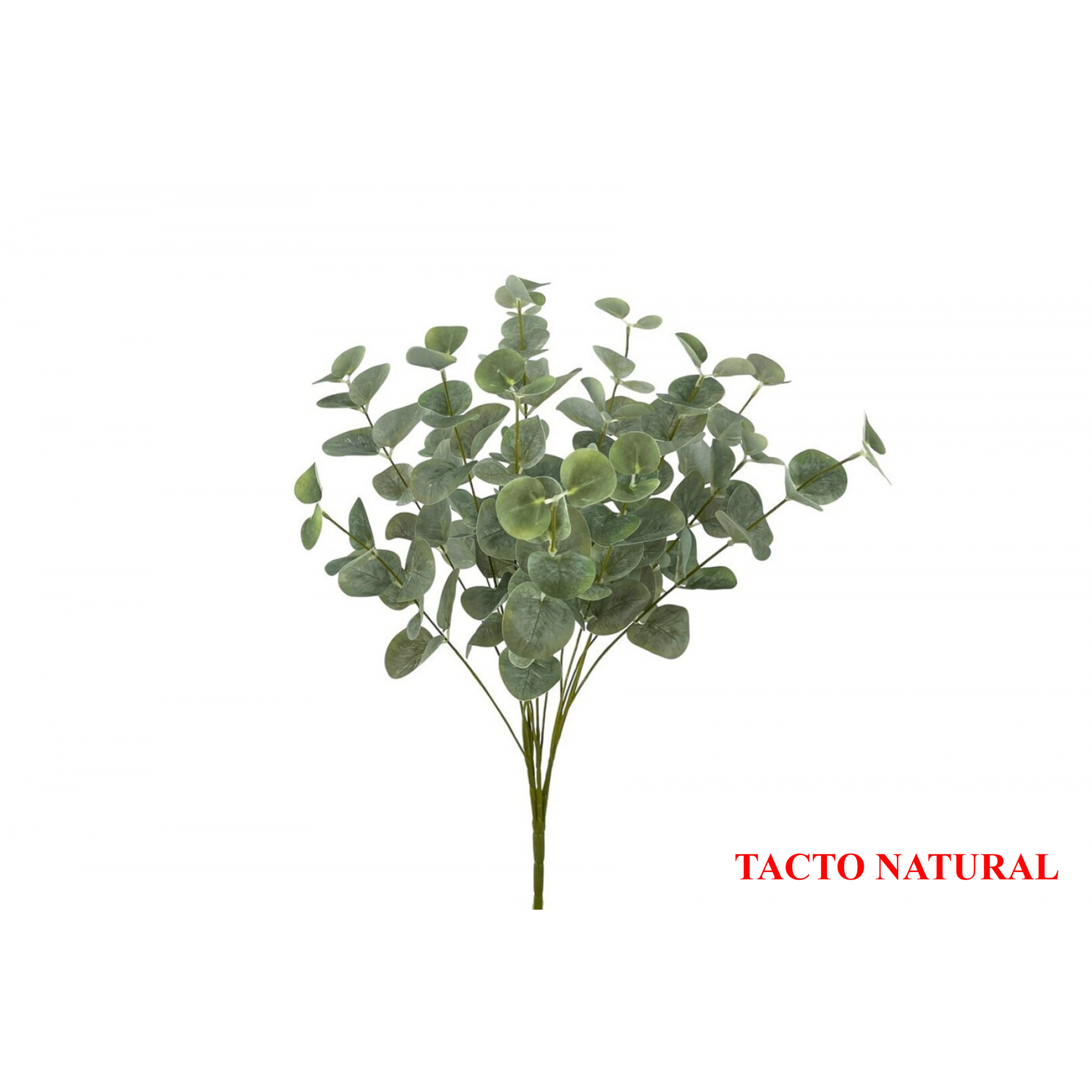 VERDE 638 -48 cms. EUCALIPTO x15-