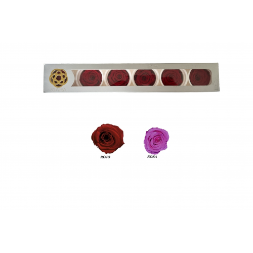 ROSA 6 -6x6 C/6 PRESERVADA-