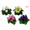 PLANTA 776 -18x20 KALANCHOE-