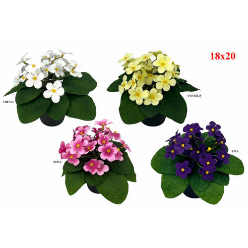 PLANTA 776 -18x20 KALANCHOE-