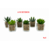 PLANTA 7621 -9x5 SUCULENTA CON CRISTAL-