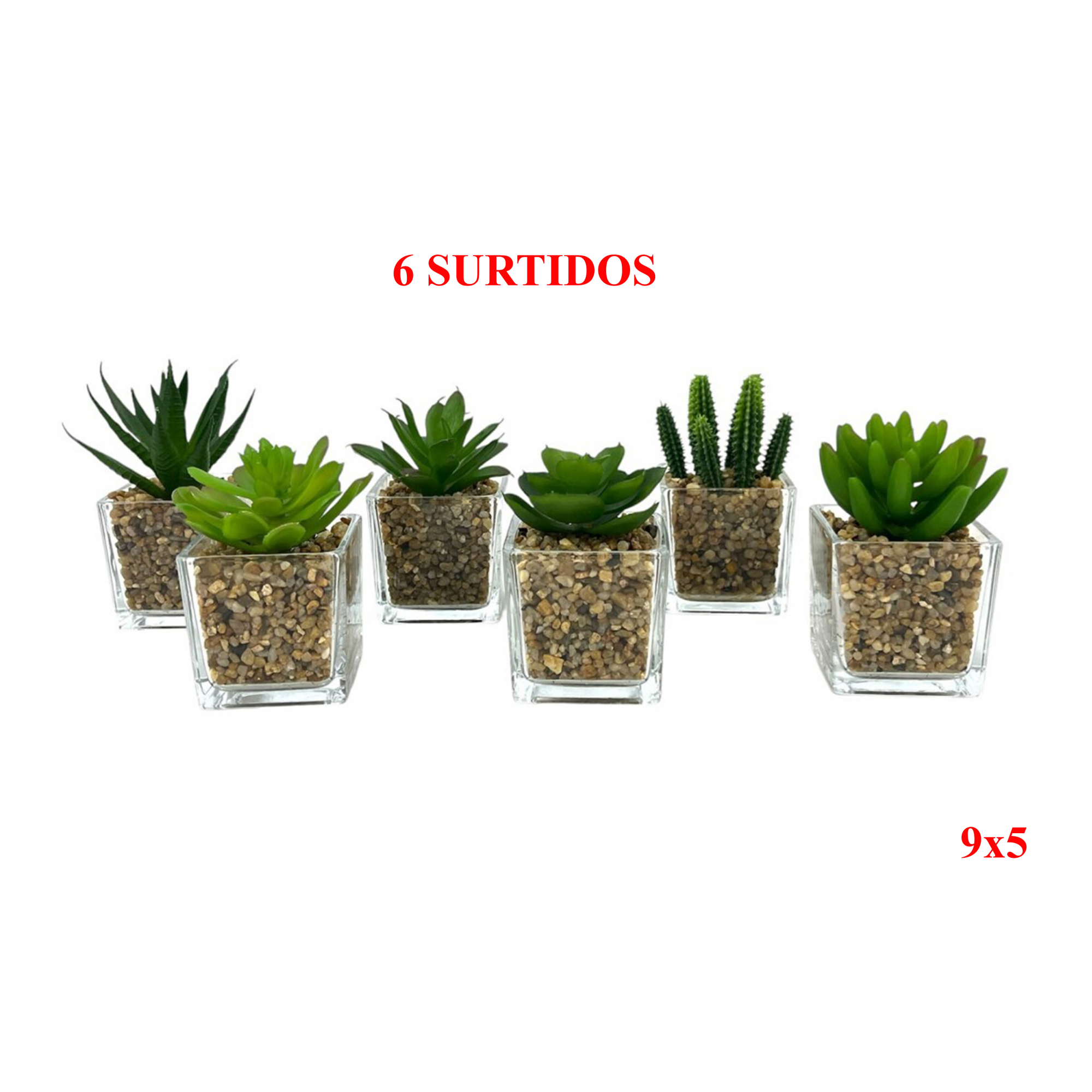 PLANTA 7621 -9x5 SUCULENTA CON CRISTAL-