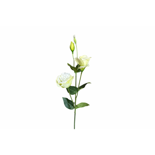 FLOR 1838 -67 cms. LISIANTHUS x4-