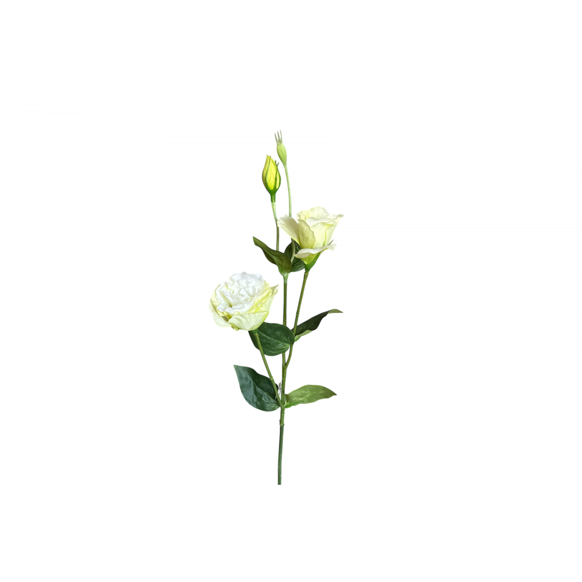 FLOR 1838 -67 cms. LISIANTHUS x4-