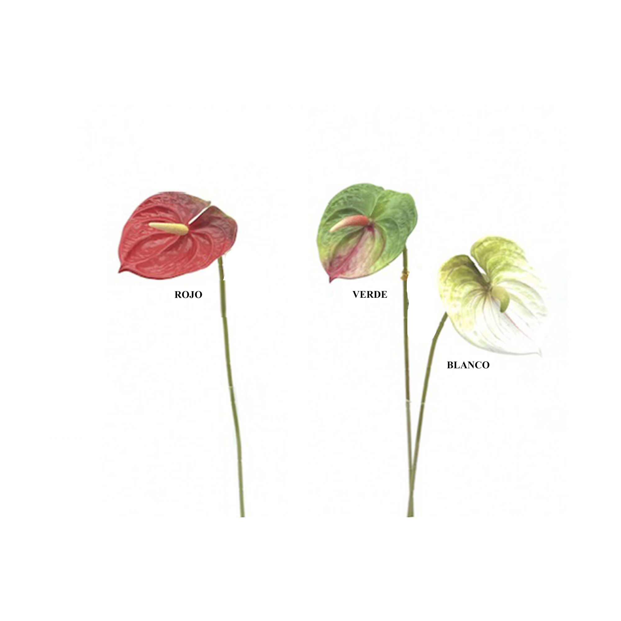 FLOR 8529 -61 cms. (13x11) ANTHURIUM-