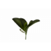 VERDE 1010 -26 cms. HOJA ORQUIEA x5-