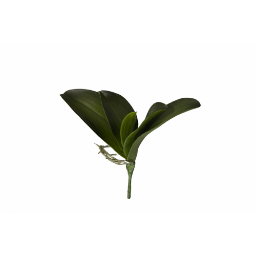 VERDE 1010 -26 cms. HOJA ORQUIEA x5-