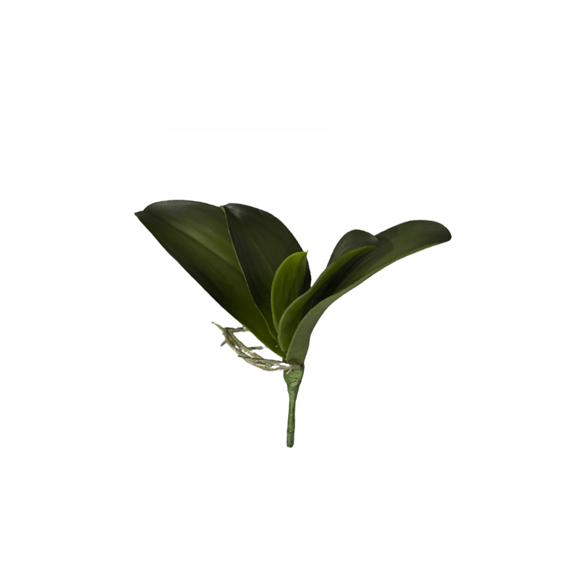 VERDE 1010 -26 cms. HOJA ORQUIEA x5-