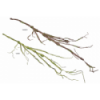 VERDE 1110 -120 cms.  RAIZ-