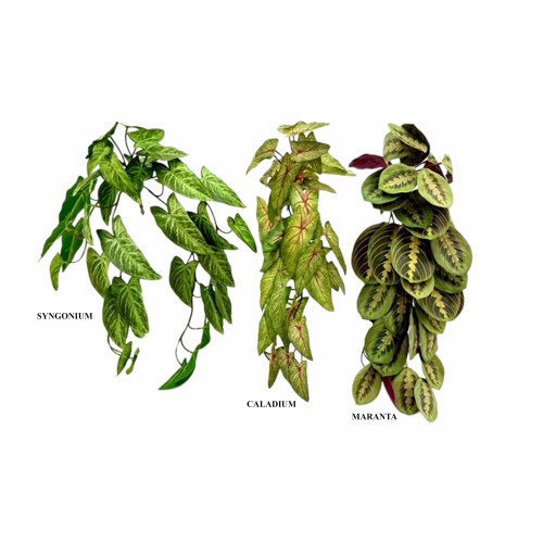PLANTA 3587 -50 cms. ARBUSTO x38-