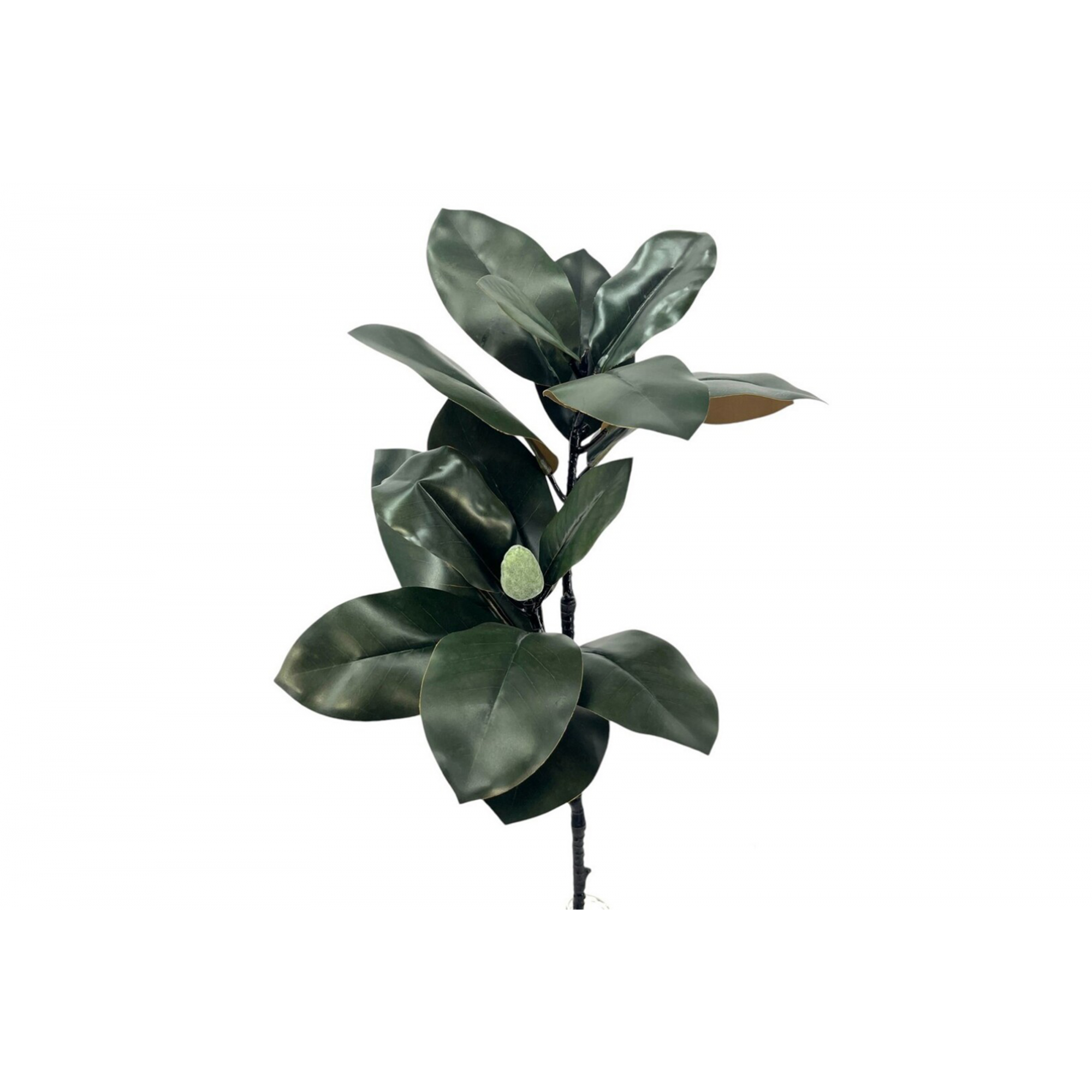 VERDE 7741 -80 cms. MAGNOLIA TN-
